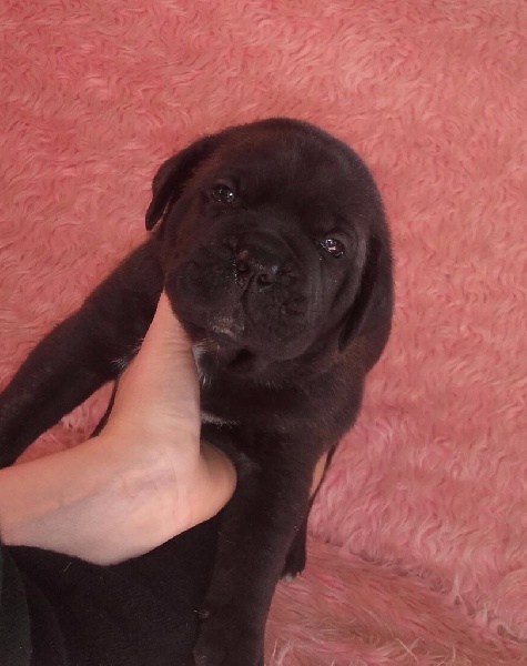 Des Gardiens Cellois - Chiots disponibles - Cane Corso